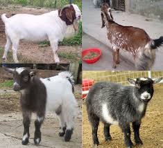 List Of Goat Breeds Modern Farming Methods