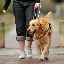 Check spelling or type a new query. Les Ecoles De Chiens Guides D Aveugles Vous Ouvrent Leurs Portes Societe Wamiz