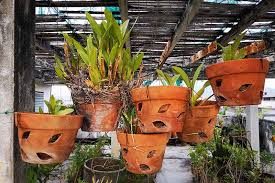 I met rogier van vugt in 2005 when he was just a a yong boy and worked in the greenhouse of wubben orchids and understood. How To Grow And Care For Orchids Gardener S Path