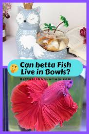 Can Betta Fish Live In Bowls Betta Fish Betta Betta Fish Tank