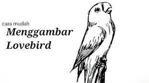 30 jenis lovebird tercantik lengkap dengan gambarnya; Cara Mudah Dan Cepat Menggambar Burung Lovebird Ngekek Youtube