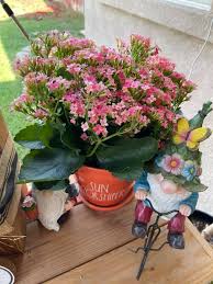 Image result for Kalanchoe lateritia