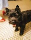 Cairn Terrier - Wikipedia