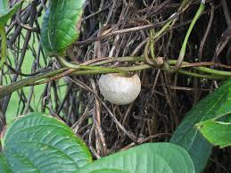 Image result for Dioscorea cochleari-apiculata