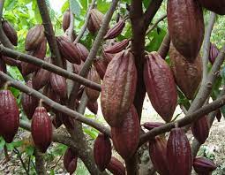 Brand coklat unggulan sulawesi dapat dukungan. Klasifikasi Dan Morfologi Buah Kakao Terbaru Morfologi