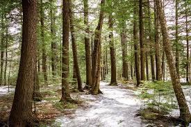 Bonney Woods Walk In Farmington Maine In 2020 Farmington Maine Farmington Maine