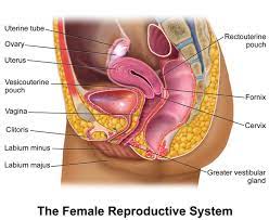Vector people internal organs anatomy, structure. The Female Reproductive System Boundless Anatomy And Physiology