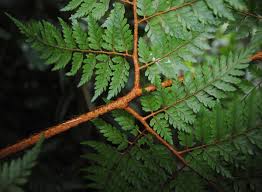 Image result for Lastreopsis