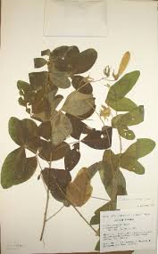 Image result for Crotalaria parvula