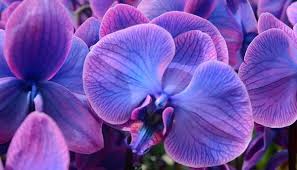 When this level is finished, the player may spin for 3 stones. How To Care For A Bamboo Orchid Miss Chen Garden Manage Gfinger Is The Best Garden Manage App
