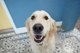Cbd Oil For Dogs A Veterinarian Explains The Pros And Cons Huffpost Life