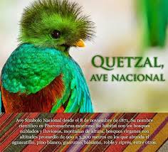 El quetzal es el ave nacional de guatemala. El Quetzal El Ave Nacional De Guatemala Birdorable Birds Amino