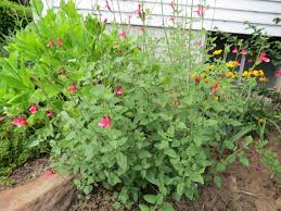 Image result for Sebaea microphylla