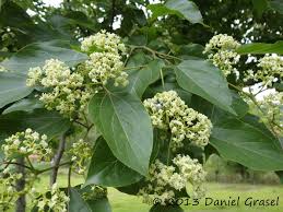 Image result for Hovenia dulcis
