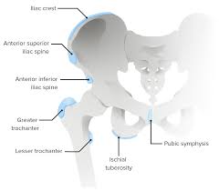 Image result for Hip Apophysitis