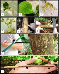 Mkm originals was founded in 1884 by hardy settlers john and mary stubbs. Large Scale Transcriptional Profiling Of Lignified Tissues In Tectona Grandis Bmc Plant Biology Full Text