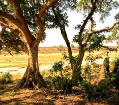 Image result for Ficus sansibarica