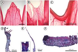Image result for Scleria schimperiana