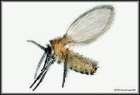 Check for whiteflies all year especially on indoor plants! Arthropods 11