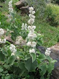 Image result for Cyathula cylindrica