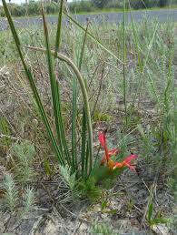 Image result for Babiana