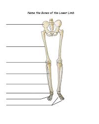 The largest and most medial leg. Leg Bones Diagram Quizlet