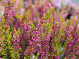 Вереск обыкновенный (calluna vulgaris l.). Drugoe Nazvanie Vereska Vse Cvety