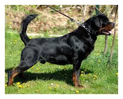How Often How Much To Feed Meisterhunde Rottweilers