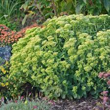 We did not find results for: Photo Essay Extremely Easy To Grow Perennial Resource