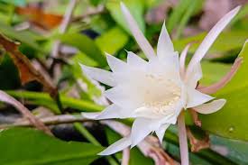 Image result for Rastrophyllum pinnatipartitum