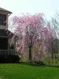 With clouds of showy double rose pink. Double Pink Weeping Cherry Prunus Subhirtella Pendula Plena Rosea Weeping Cherry Tree Dream Garden Weeping Cherry
