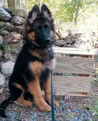 This German Shepherd Is Looking Good On His Walk In The Forest Cuccioli Di Pastore Tedesco Pastori Tedeschi Pastore Tedesco