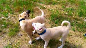 3 Aylik Safkan Kangallar Kangal Yavulari Kangal Yavrusu Kangal Kopegi Youtube