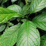 Image result for Maesobotrya