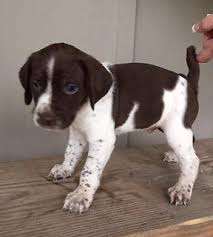 May 22, 2021 · puppyfinder.com is your source for finding an ideal german shorthaired pointer puppy for sale near san antonio, texas, usa area. German Shorthaired Pointer Brittany Spaniel For Sale In Driftwood Texas Classified Americanlisted Com