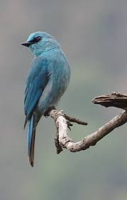 Mar 31, 2020 · * kami tidak menjual souvenir pernikahan di bawah ini, gambar2 di bawah adalah souvenir pernikahan dari seluruh dunia yang kami kumpulkan sebagai informasi tambahan bagi anda. 440 Ide Burung Cantik Di 2021 Burung Cantik Burung Kecantikan