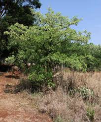 Image result for Terminalia sericea