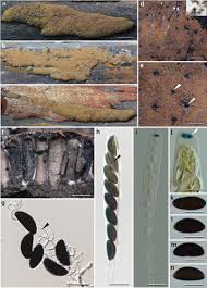 Image result for Hypoxylon multiforme