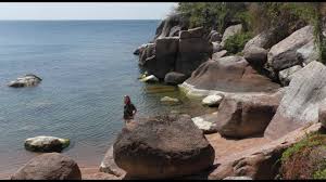 Image result for Cadaba kirkii