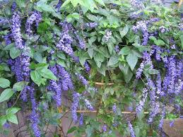 Image result for Hardenbergia comptoniana