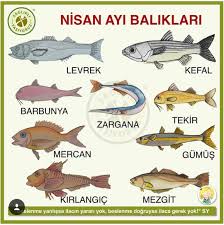 Nisan Ayi Baliklari Balik Beslenme Gida