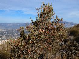 Image result for Osyris