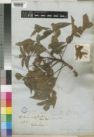 Image result for Harpephyllum afrum