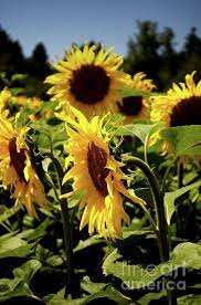 A Bunch Of Sunflowers By Michelle Meenawong Types Of Sunflowers Beautiful Flowers Flower Images