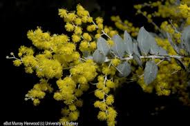 Image result for Acacia podalyriifolia