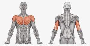 Learn the muscles of the arm related searches for muscle diagram labeled arm muscle diagrams to label exercisehuman muscle labeling worksheetmuscles in the forearm. Arm Ergometer Muscular System Unlabeled Diagram Transparent Png 640x321 Free Download On Nicepng