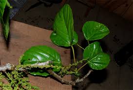 Image result for Alchornea laxiflora