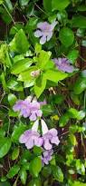 Image result for Bignonia callistegioides