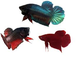 Betta Fish Information Plakats Veiltails Halfmoon Crowntail