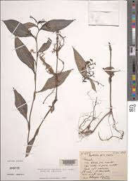 Image result for Stanfieldiella imperforata